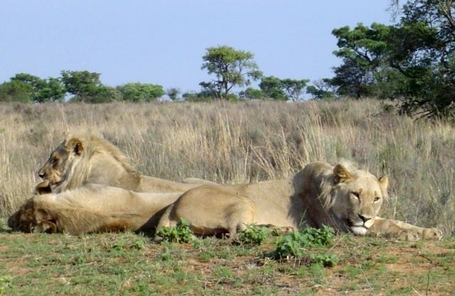 Safari