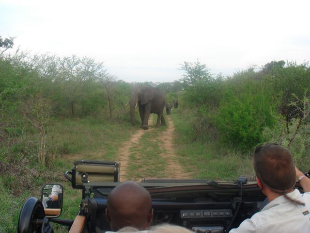 Safari